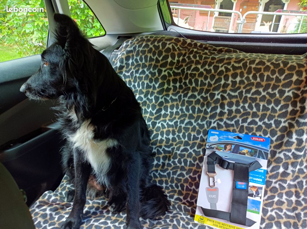 Harnais CHIEN de sécurité pour Auto (image 7)