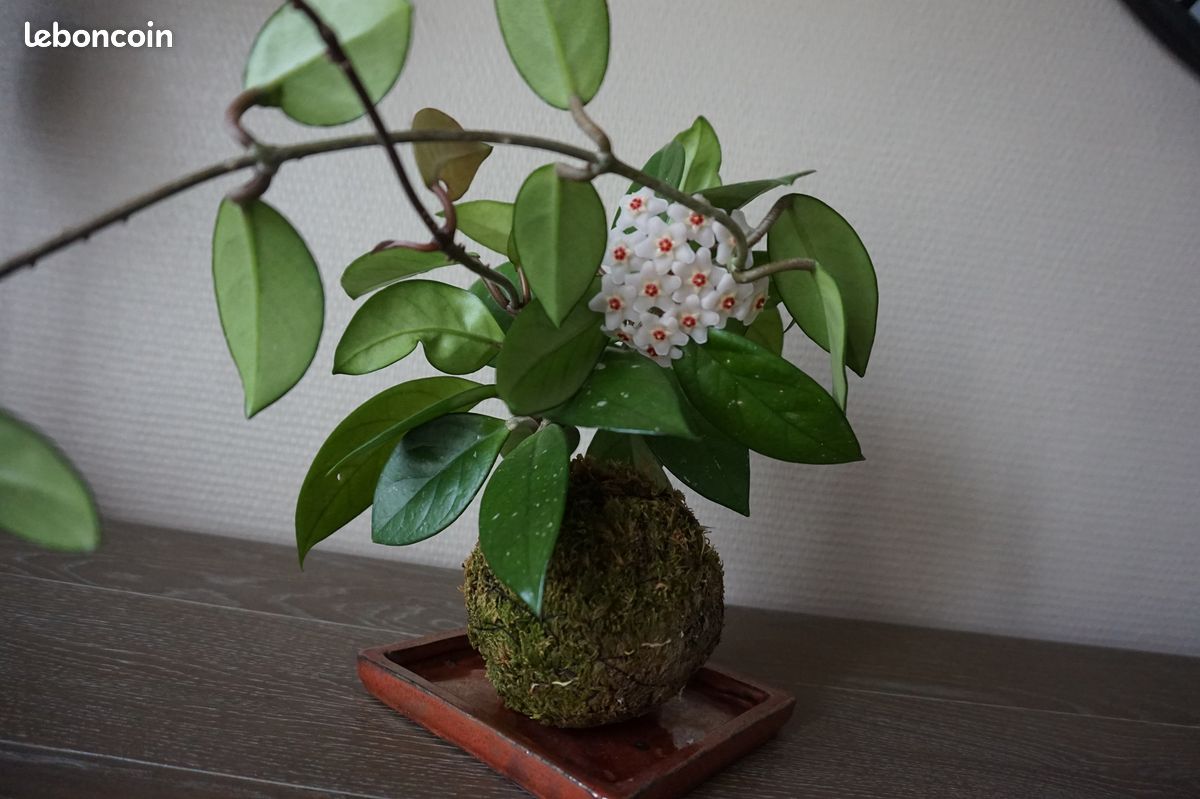 Hoya Carnosa bouture 4 (image 3)