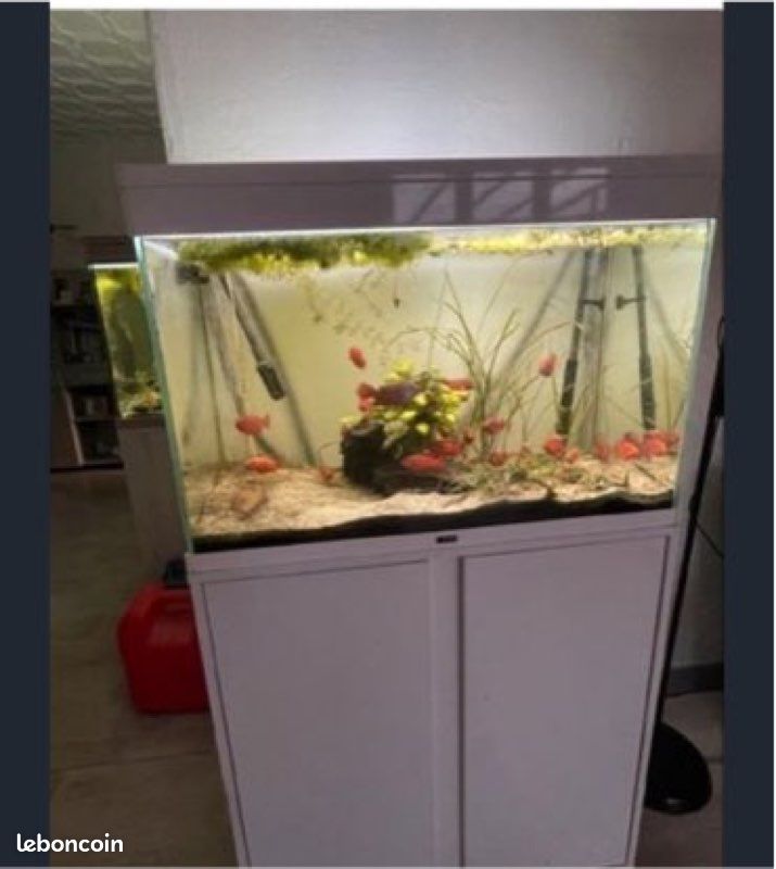 Aquarium blanc (image 1)