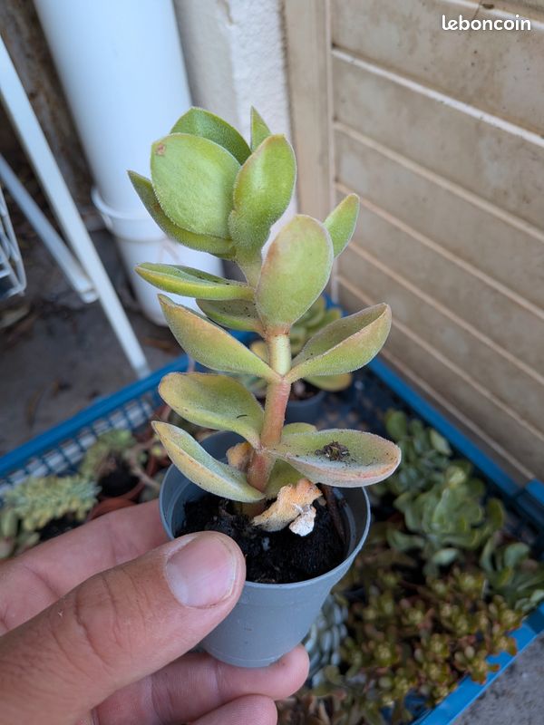 Crassula argyrophyla (image 2)