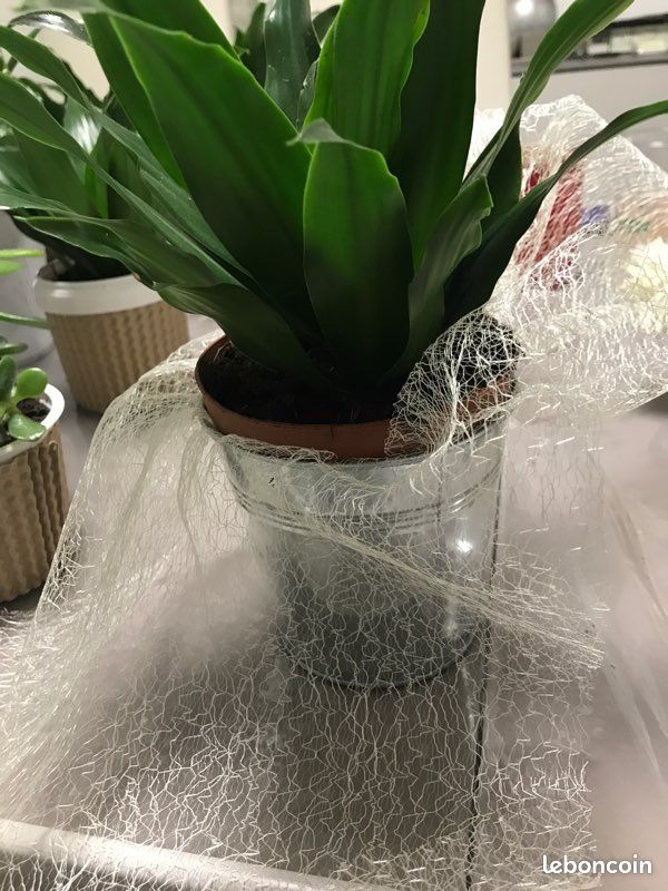 Jolie plante verte dans cache pot métal (image 1)