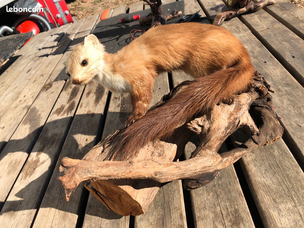 Animaux disséqués (image 2)