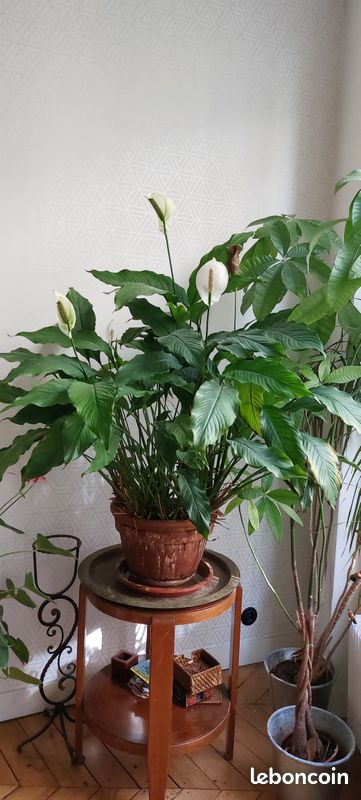 Vends plante verte interieur avec fleurs blanches (image 1)