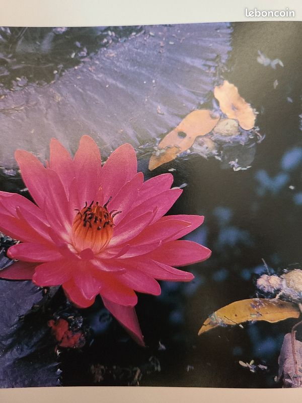 Beau livre : Fleurs sauvages. A. Cleave (image 4)