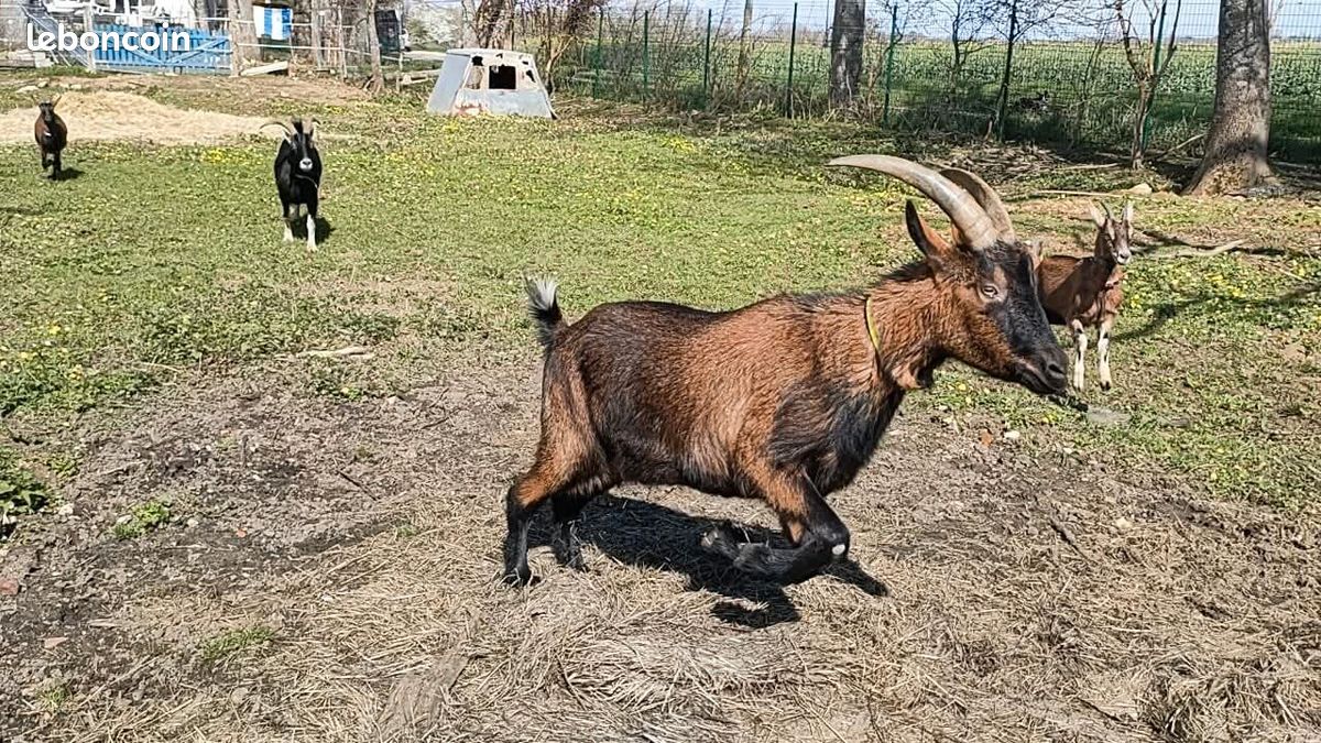 Chèvres et boucs castré (image 2)