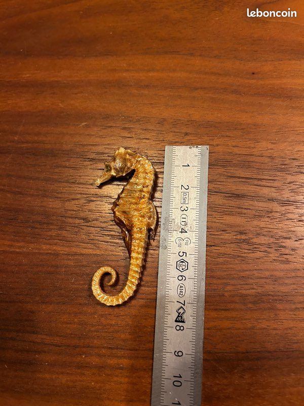 Hippocampe fossilisé (image 2)