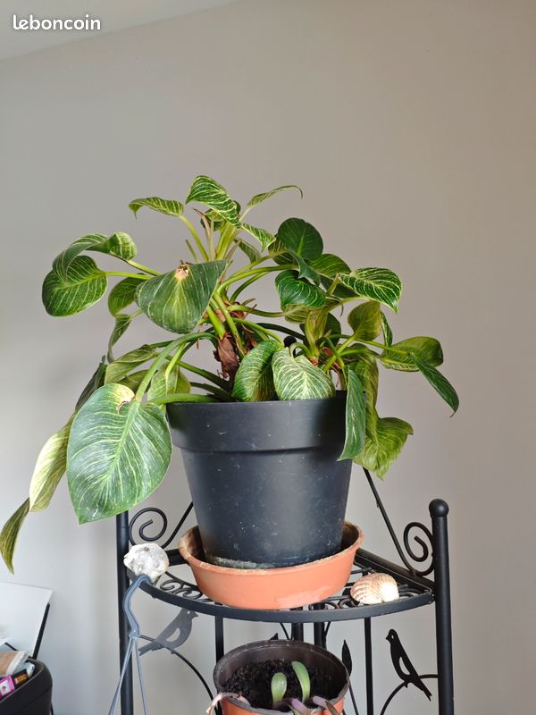 Philodendron (image 1)