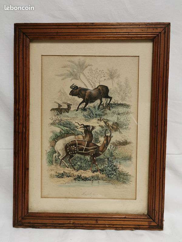 Ancienne Gravure animalière . ANTILOPE (image 1)