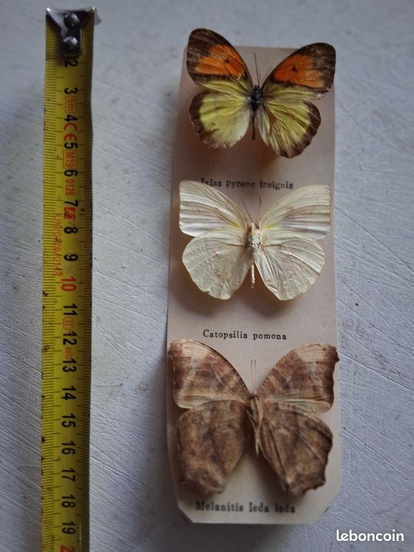 Collection papillons (image 1)