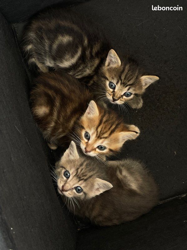 Chaton (image 1)