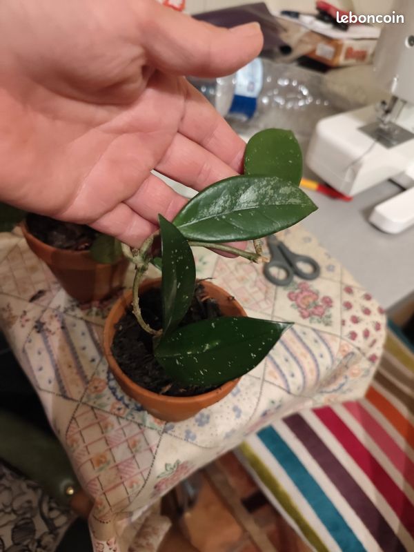Plante Hoya fleurs de porcelaine (image 1)