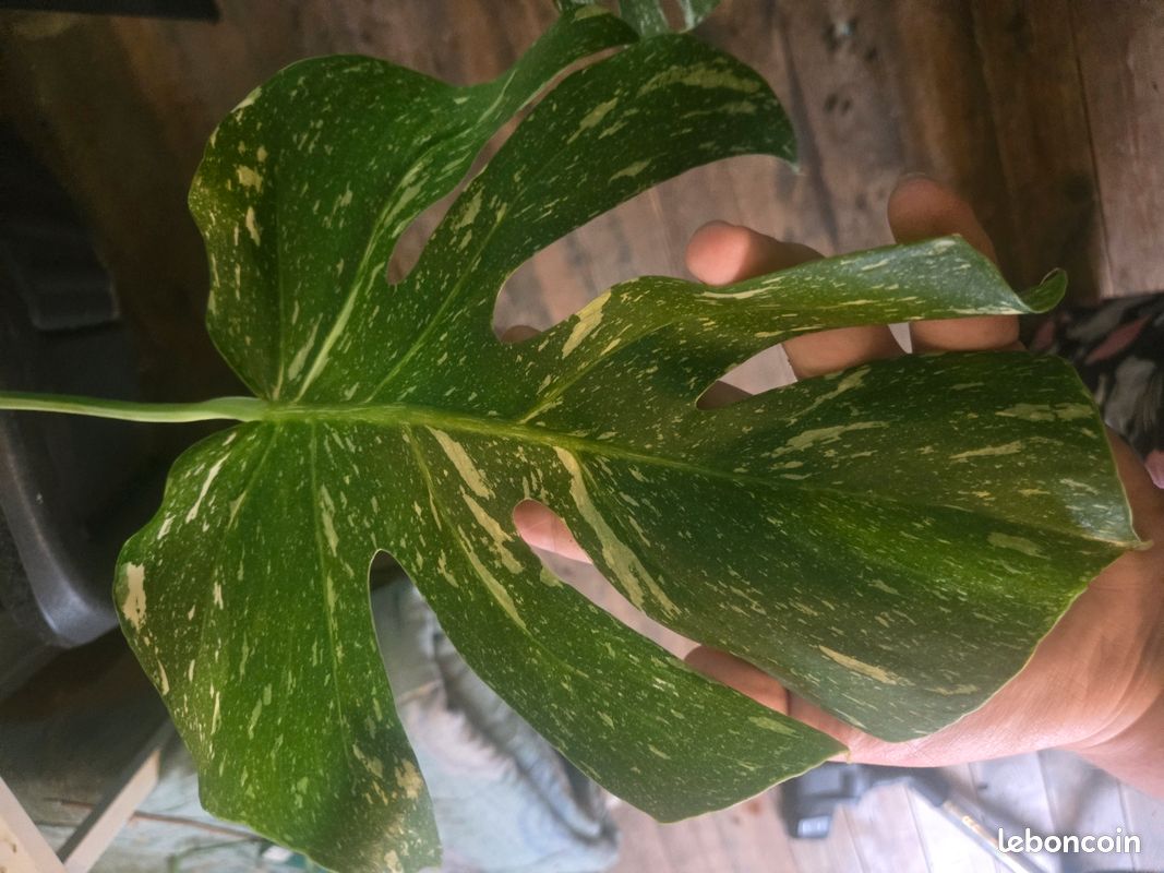 Bouture de tête Monstera Thaï Constellation (image 2)