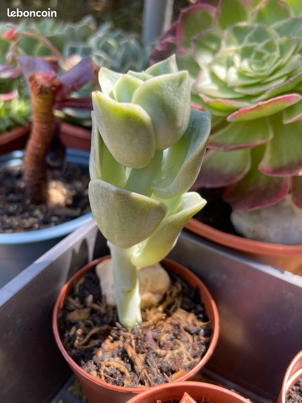 Graptoveria Lovely Rose (image 2)