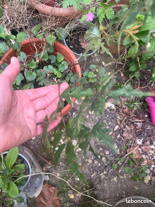 Échange de plante et arbre fruitier (image 6)