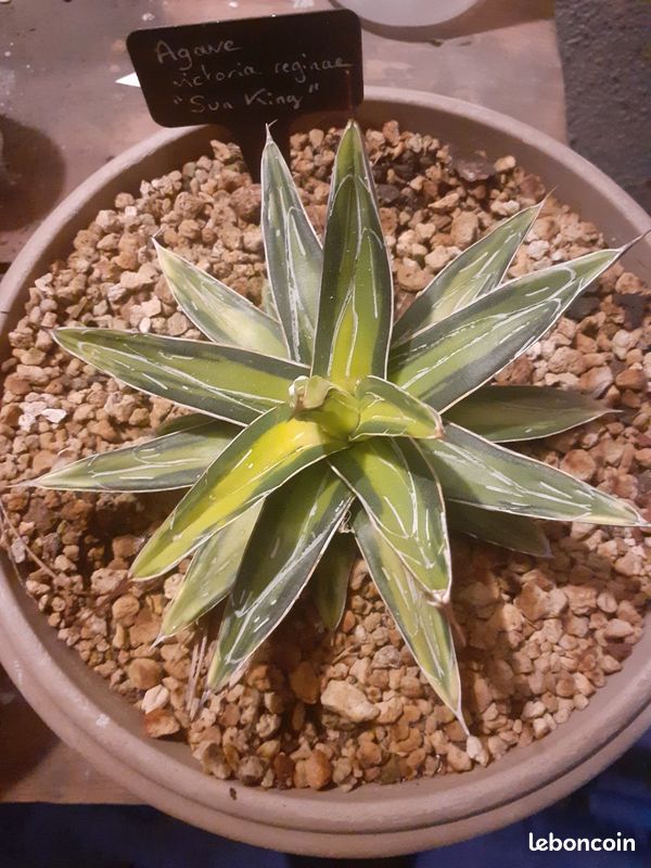 Rare agave victoriae reginae sun king - Jardin & Plantes