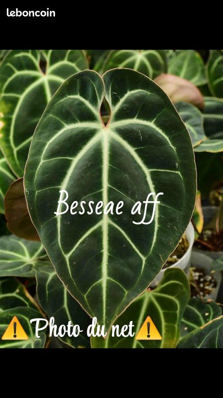welches aloe vera gel für die haare Aloe Vera Gel main image 1