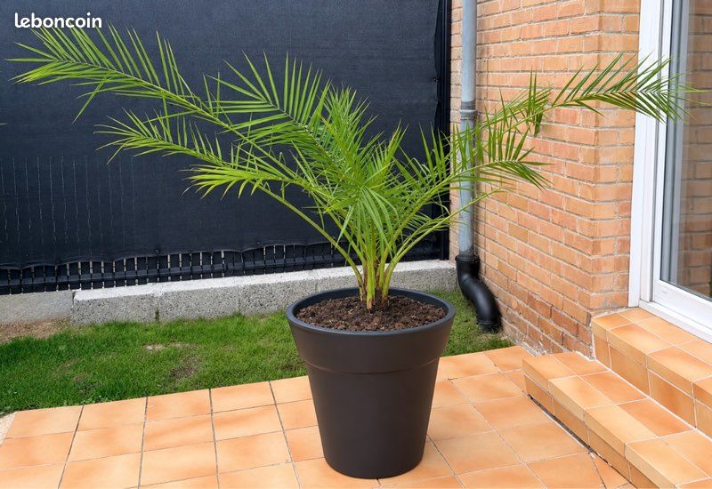 Grand palmier phœnix ext 160 cm avec son pot en parfait état de santé (image 2)