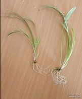 Boutures plantes (image 3)