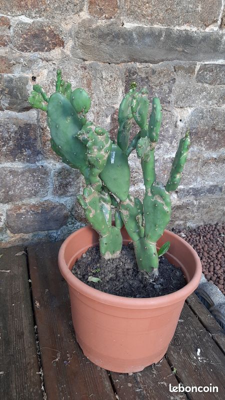 Cactus Figuier de Barbarie (image 1)
