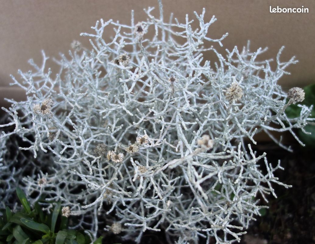 Coussin d’argent – plante fil de fer (image 1)