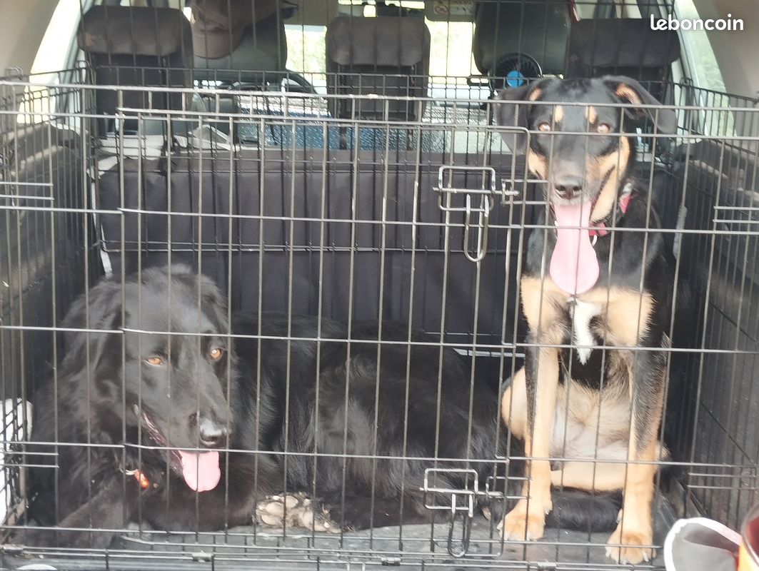 Cache de transport et grande panniere pour chien (image 1)