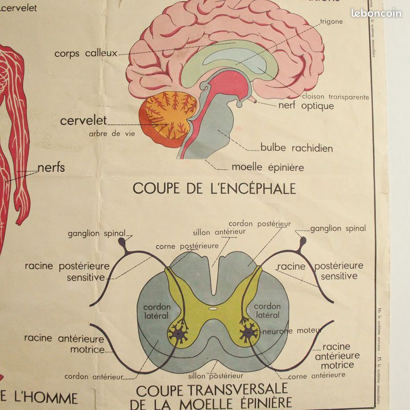 Affiche Vintage Scolaire Éditions Rossignol / le système musculaire / le système nerveux (image 12)