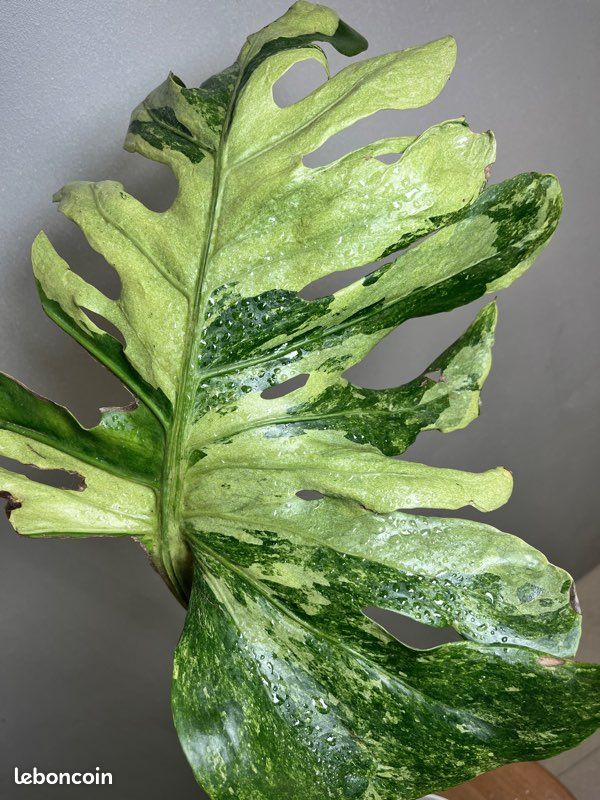 monstera delicios Monstera Deliciosa by Plant Circle – XL main image 1