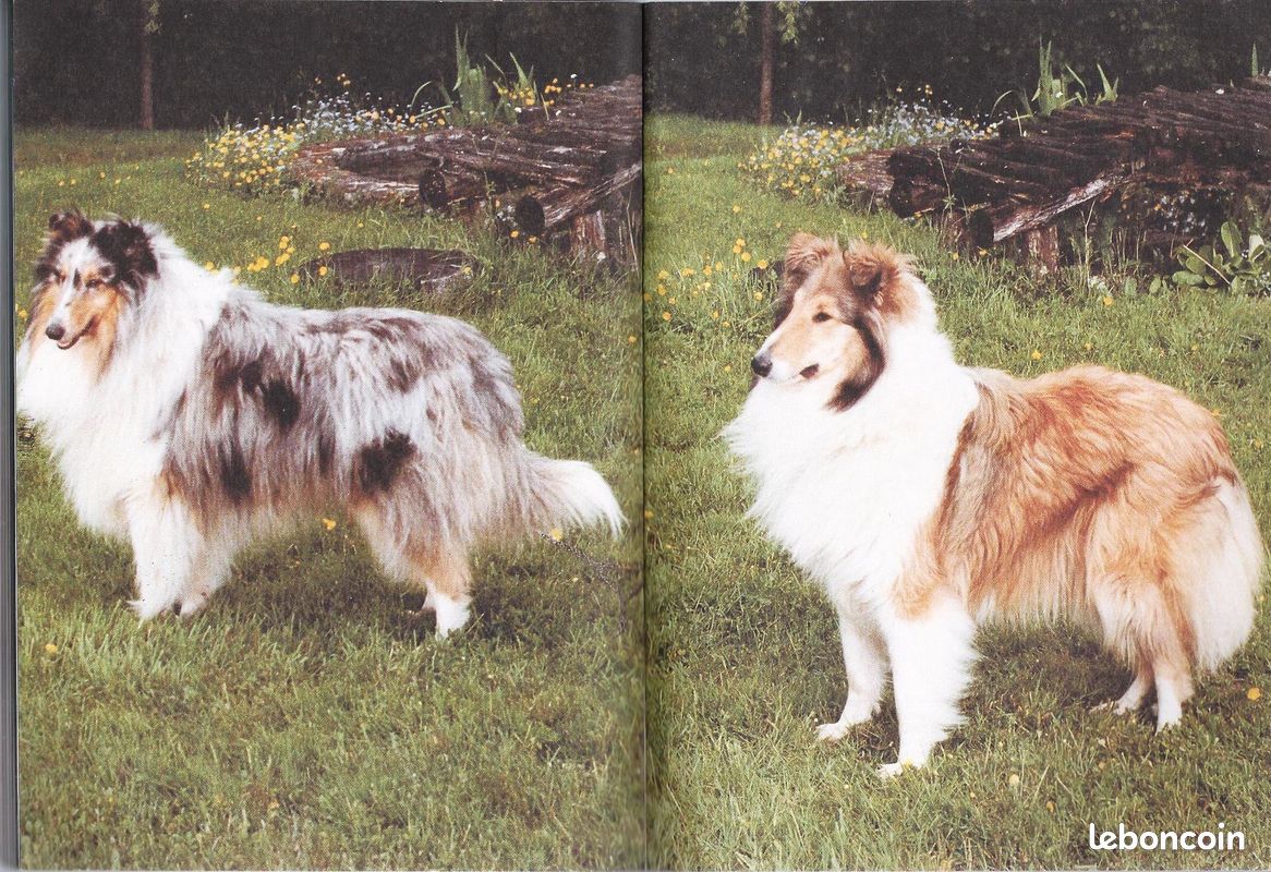 LE COLLEY Editions BORNEMANN Berger d'Ecosse (image 1)