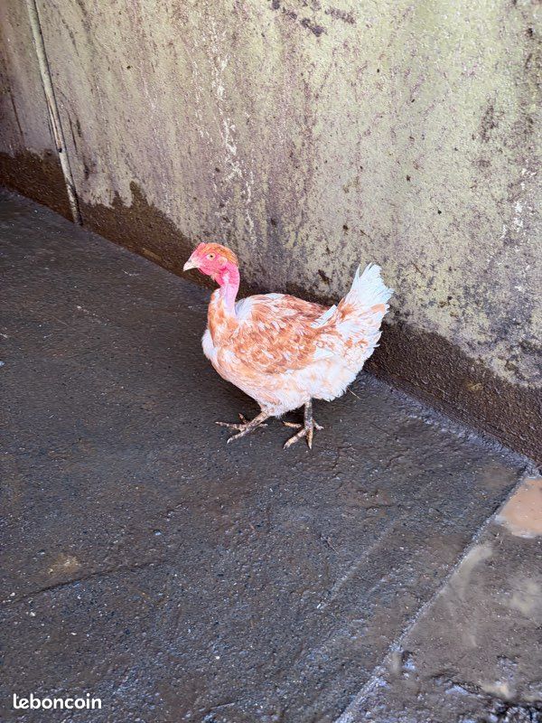 Poule connue (image 2)
