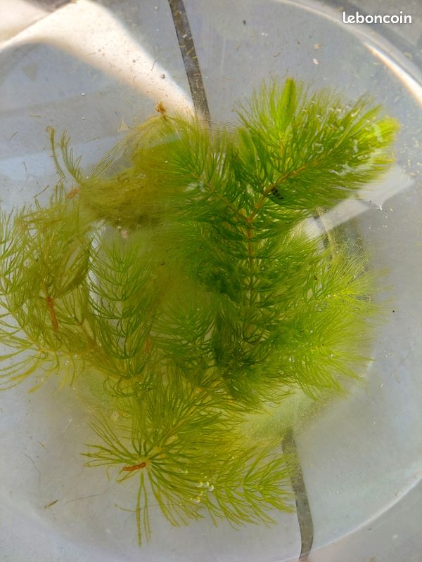 Plante de bassin : Ceratophyllum (image 1)