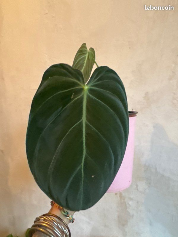 Philodendron melanochrysum (image 1)
