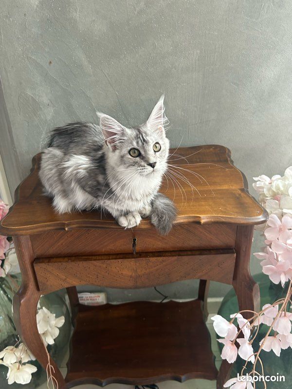 Chaton Maine coon (image 1)