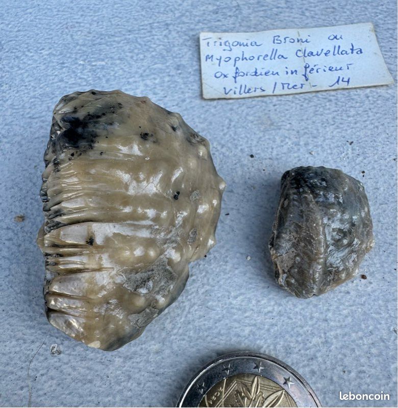 Fossiles TRIGONIA BRONI et LOPHA GREGAREA (image 4)