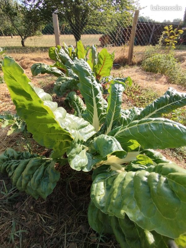 Vends légumes jardin potager permaculture : Tomates Courgettes Concombres Blettes Poivrons Piments etc (image 15)