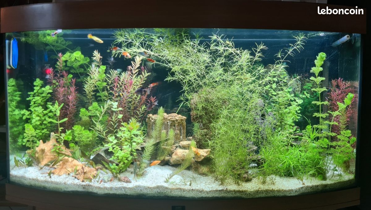 Plantes Aquarium (image 1)