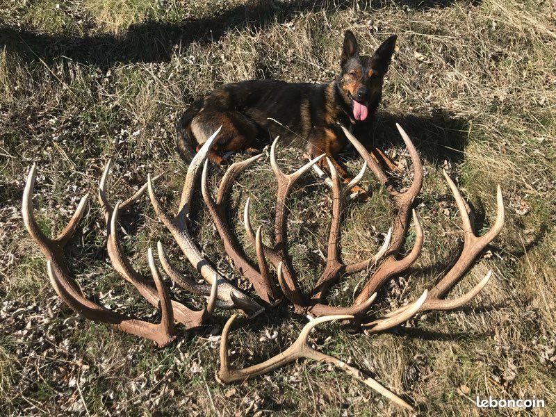 Bois de cerf à mâcher pour chien (lot n1) (image 2)
