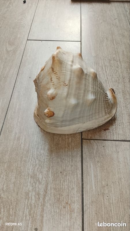 Coquillage (image 2)