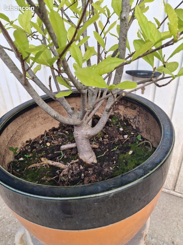 Magnolia stellata bonsai - Jardin & Plantes