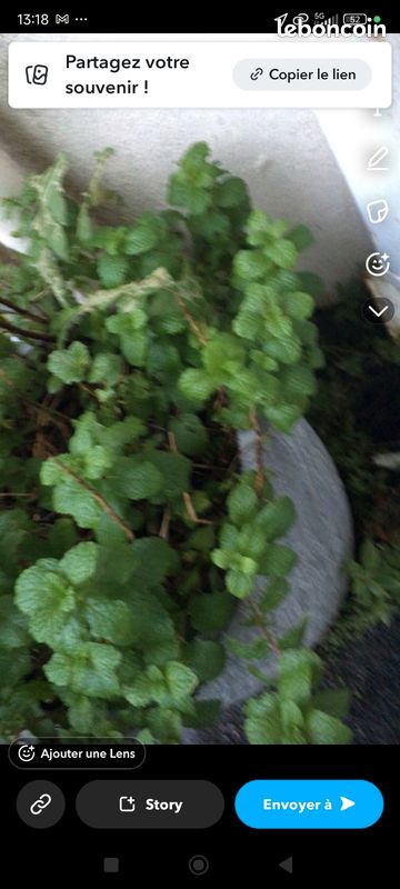 Gros pot de menthe (image 1)