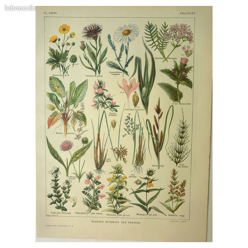 Planche botanique Plantes des prairies par Dessertenne 1921 (image 1)