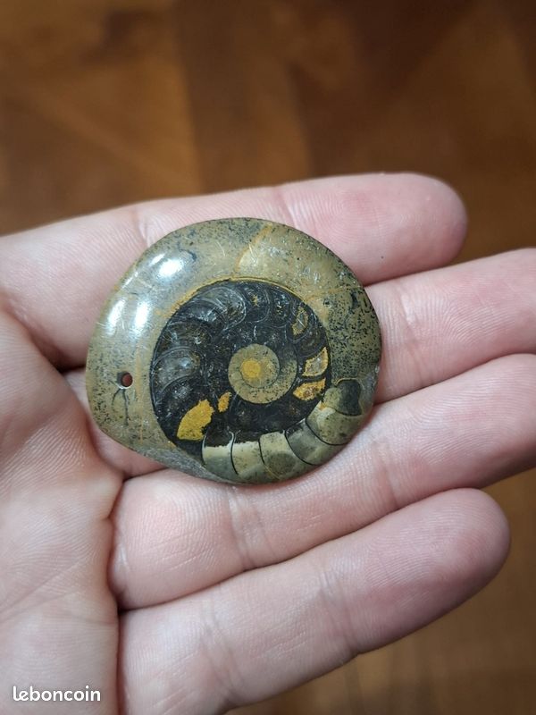 Lot de 2 ammonites fossiles Goniatite polies et sciées en pendentif (image 2)