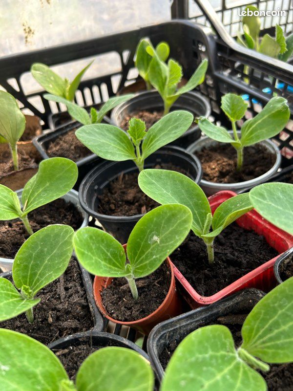 Plants de courgettes,potiron,citrouille,butternut (image 2)