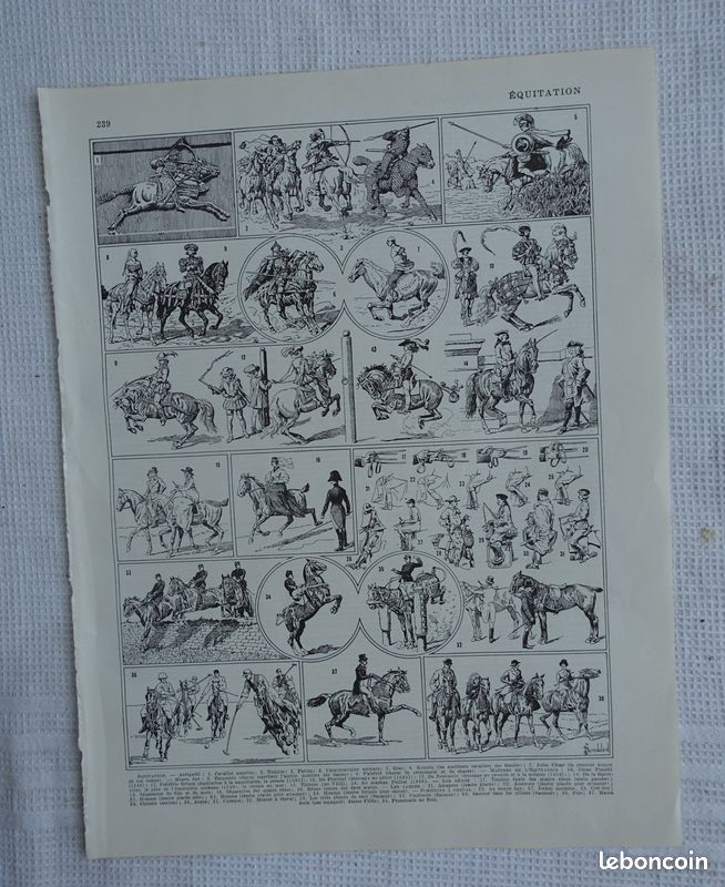 6 gravures anciennes N&B sur le CHEVAL - anatomie, races, équitation, etc. - Larousse 1899 et 1940 (image 6)