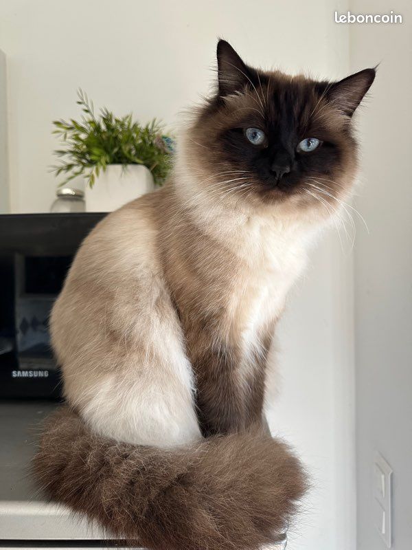 Saillie chat siamois sacré de Birmanie (image 1)