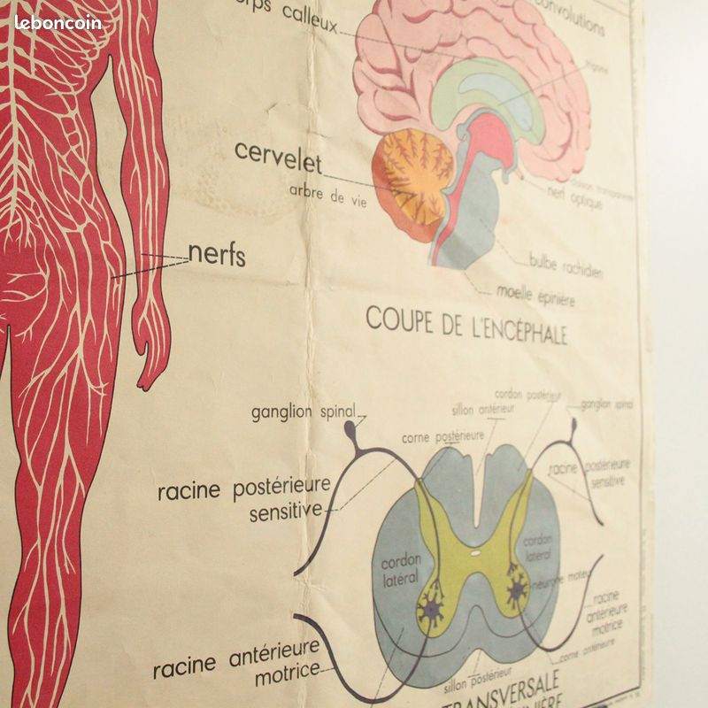 Affiche Vintage Scolaire Éditions Rossignol / le système musculaire / le système nerveux (image 11)