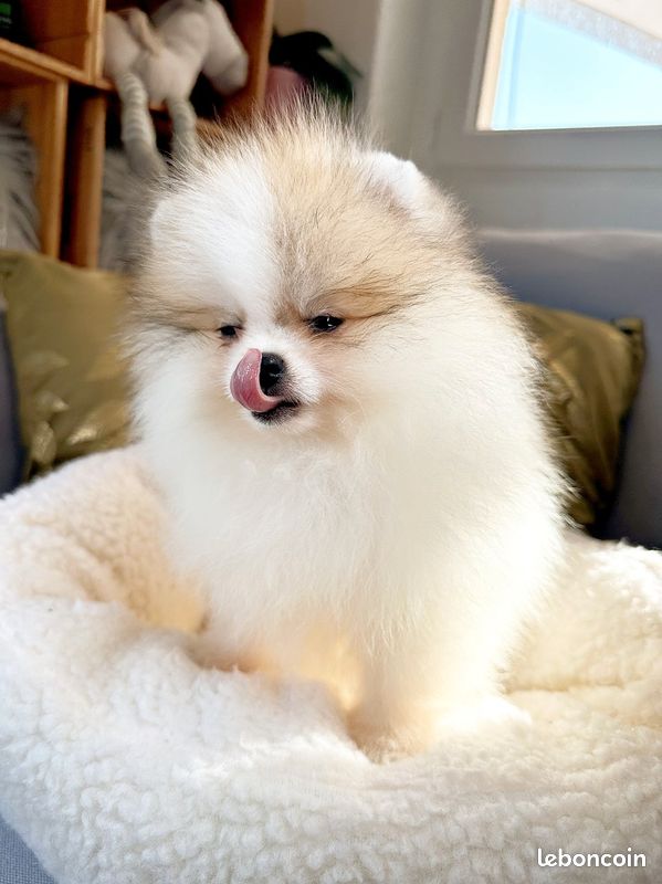 🐻🌼 Petite Loulou de Poméranie Type Ourson (image 3)