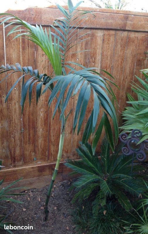 Palmier Chamaedorea radicalis arborescent King kong (image 1)