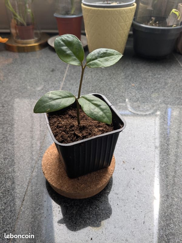 Bouture enracine de ZZ - Zamioculcas zamiifolia - Jardin & Plantes