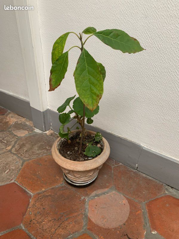 Plante avocat (image 2)