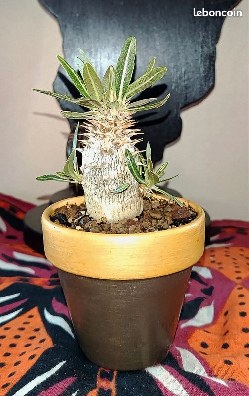 Pachypodium Horombense Caudex Succulente (image 4)